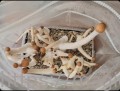 Growkit XL   Thai Tajlandia  Pojemność 2100ml