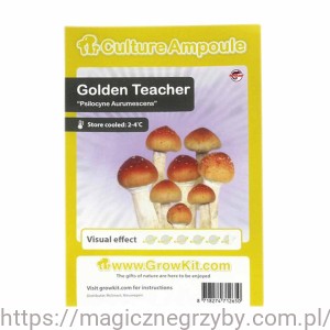 GOLDEN TEACHER  ZARODNIKI W STRZYKAWCE ŻYWE KULTURY Growkit