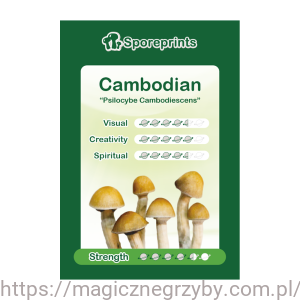 ODCISK ZARODNIKÓW CAMBODIAN 