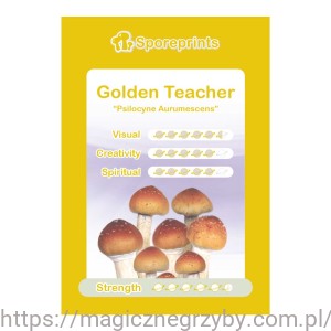 Odcisk Zarodników Golden Teacher