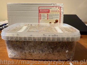 GrowKit - Mazatapec 1200ml - Przeceniony