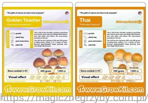 GROWKIT Golden Teacher 1200 + THai 1200 - ZESTAW