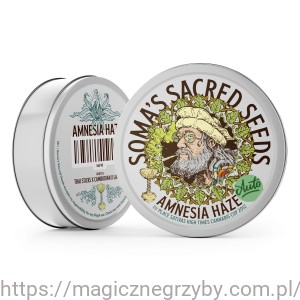 NASIONA KOLEKCJONERSKIE Amnesia Haze Autoflower - Soma Sacred Seeds 5 NASION