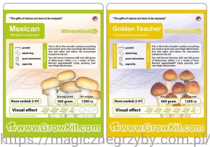 GROWKIT Golden Teacher 1200 + Mexican 1200 - ZESTAW