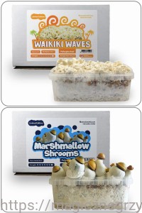 Growkit Marshmallow Hybryda 1200  + Growkit Waikiki Waves 1200  - ZESTAW-PROMCOCJA-NOWOŚĆ