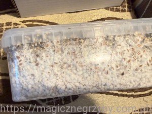 GROWKIT  GOLDEN TEACHER -  Przeceniony Egzemplarz