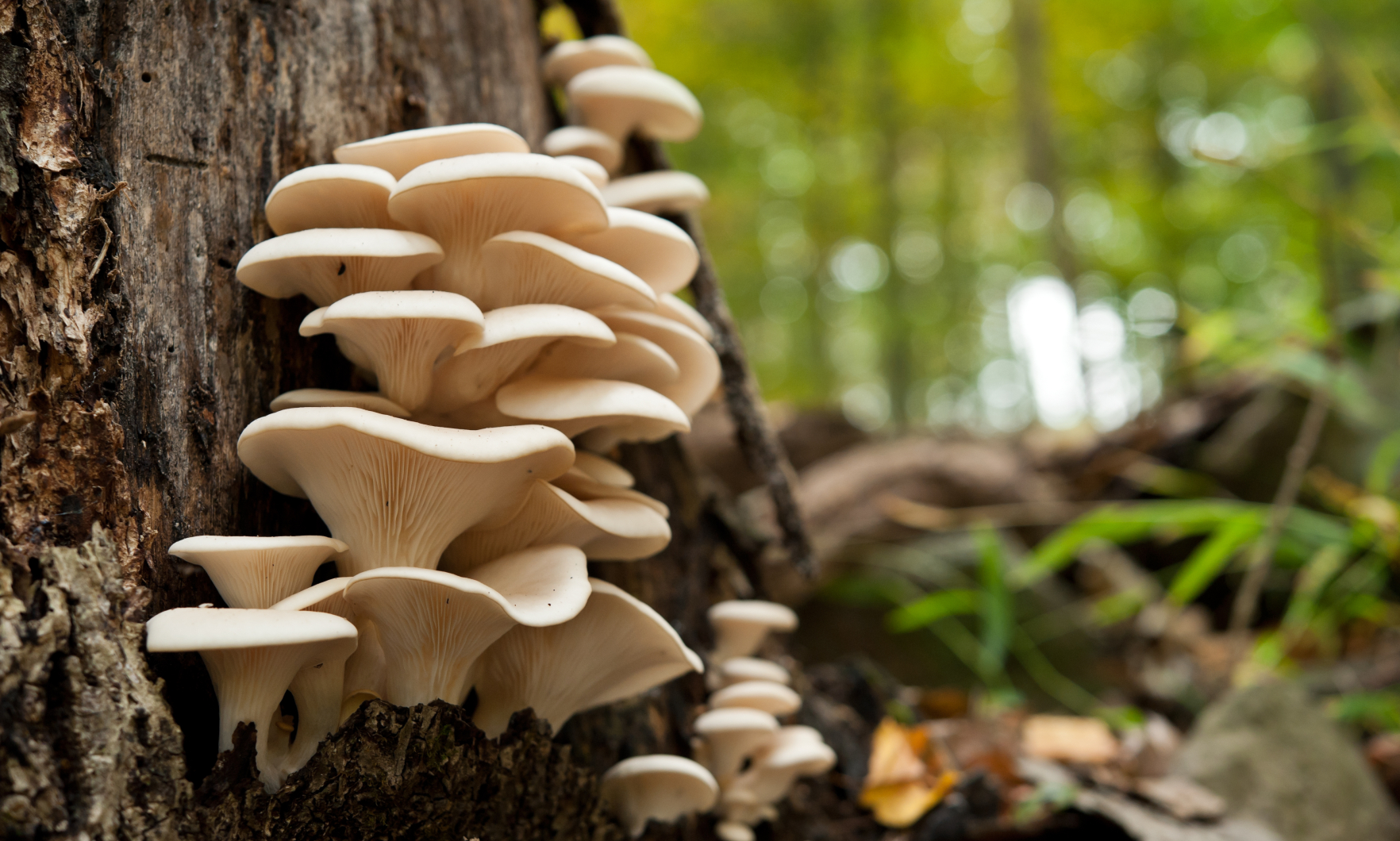 NOWE POZYTYWNE ZASTOSOWANIA GRZYBÓW W ŚWIECIE CZŁOWIEKA