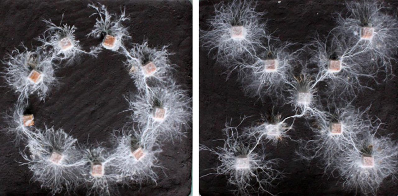 Inteligencja Grzybni