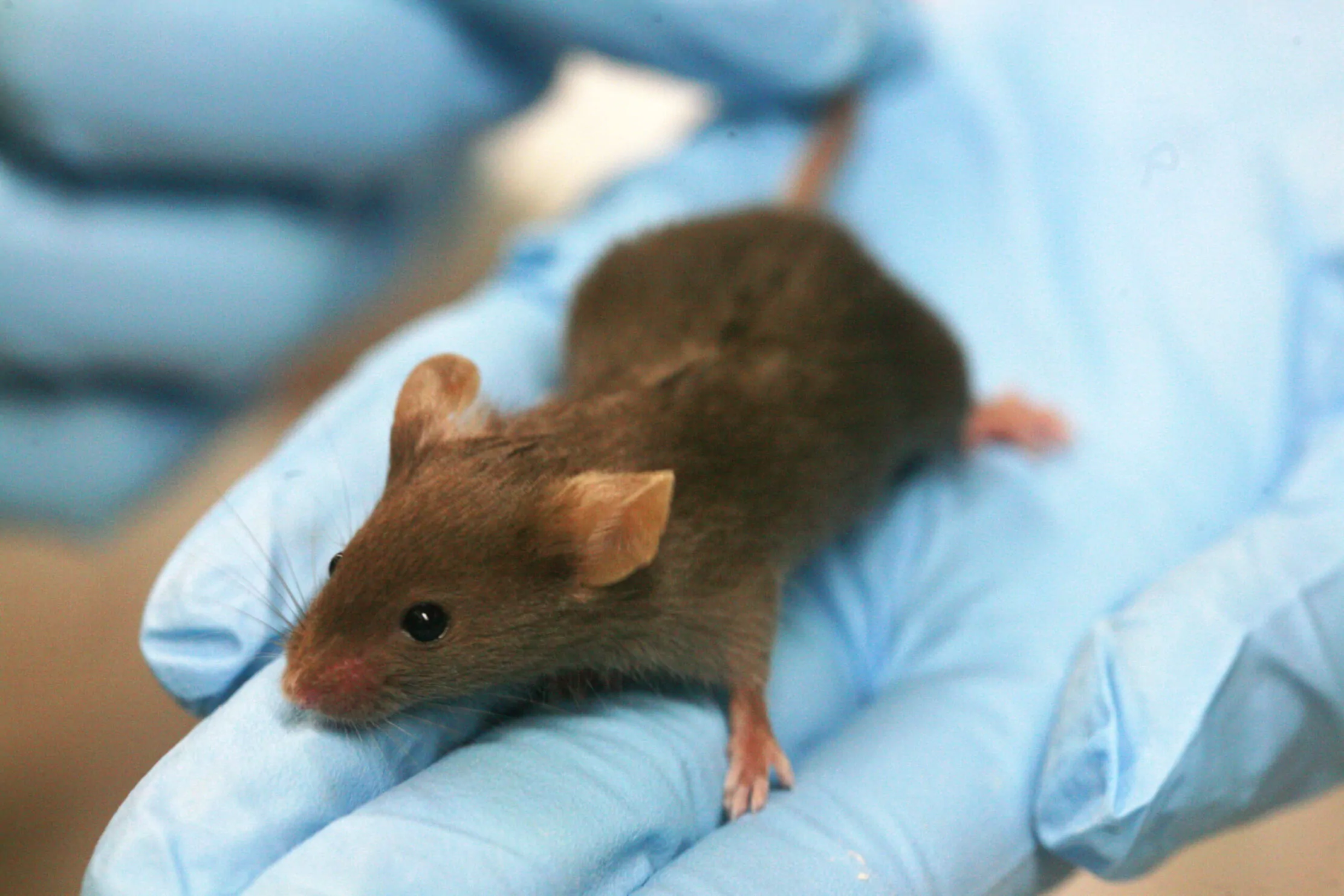 Psylocybina wydłuża życie i spowalnia starzenie